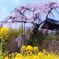 京都地蔵院禅の桜