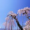 神田の大糸桜