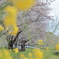 菜の花とさくら