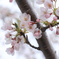 桜、風に吹かれる