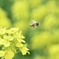 菜の花に舞うミツバチ