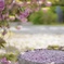 桜色の想い出