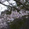 桜三昧 1 