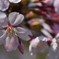 桜三昧 3  
