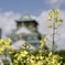 菜の花と大阪城