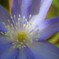 23 山の草花