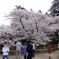 弘前公園　日本最古のソメイヨシノ