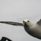 ウミネコ