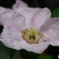 DSC_0909-1