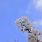 青空を突く薄ピンク