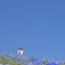 東京ドイツ村、お花の名前が思い出せません。。