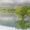 白川湖水没林７