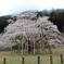 淡墨桜