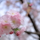 松前桜