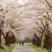 函館五稜郭の桜４