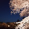 月と桜