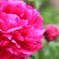 大きな花