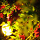 light_flower_01