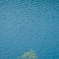 水没林