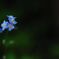 Forget-me-not