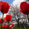 桜とチューリップ