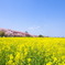 幸手の桜と菜の花