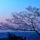皐月の夜明け 合歓の若葉も目覚めて
