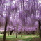 2011 河内藤園-2