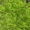 新緑の茂り