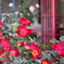 薔薇②　　　　IMG-0505