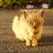 夕日ねこ