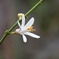 ミカンの花