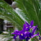 IMGP0007__500_F040_00200_038_---_K-7