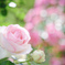 名も無き公園の薔薇…❁*。
