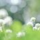 名も無き公園の白詰草…❁*。