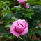 薔薇