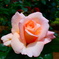 薔薇