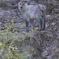 花札で見た