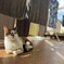 洗濯物と猫
