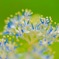 season of fresh green 13