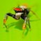 spring insects 38