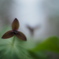 延齢草の森