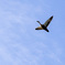 72FABB8A-588C-4395-99AD-AA119ABCFFB4
