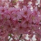 河津桜