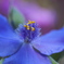 紫つゆ草の蕊