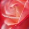 魅了する赤薔薇の花びら　港の見える丘公園より