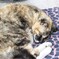 江ノ島の猫