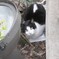 江ノ島の猫２
