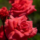 情熱の真っ赤な薔薇おぉ～♪