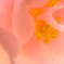 R1007409_01-1_1